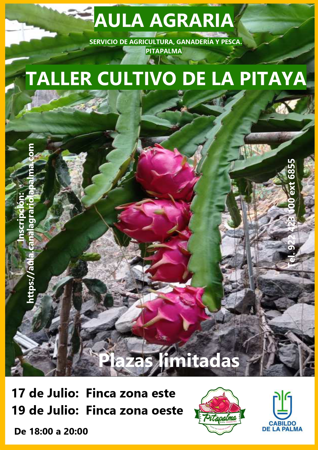 Taller Pitaya
