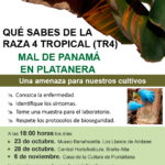 mal de Panamá en platanera en La Palma