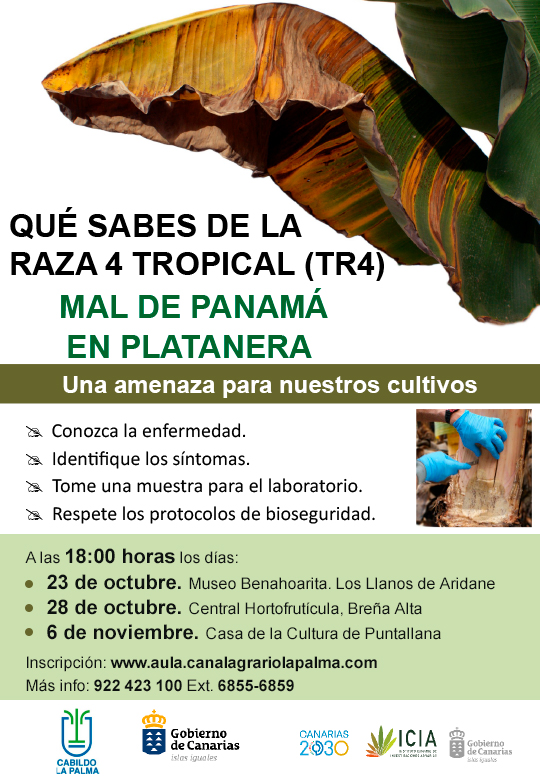 mal de Panamá en platanera en La Palma