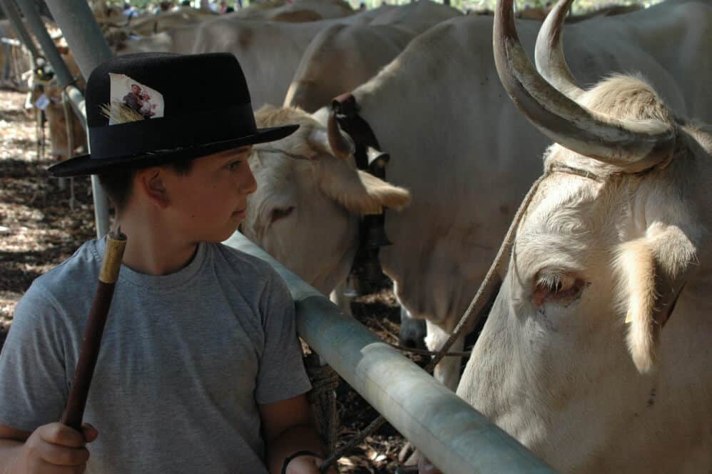 Feria Ganado El Paso