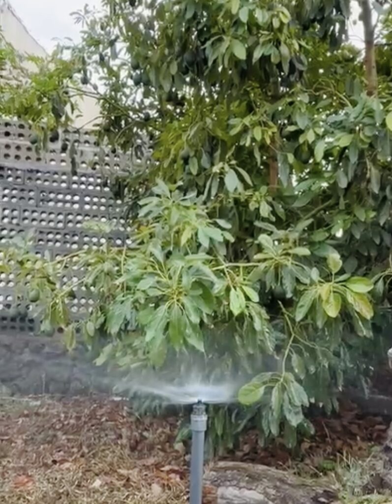 Riego Aguacate