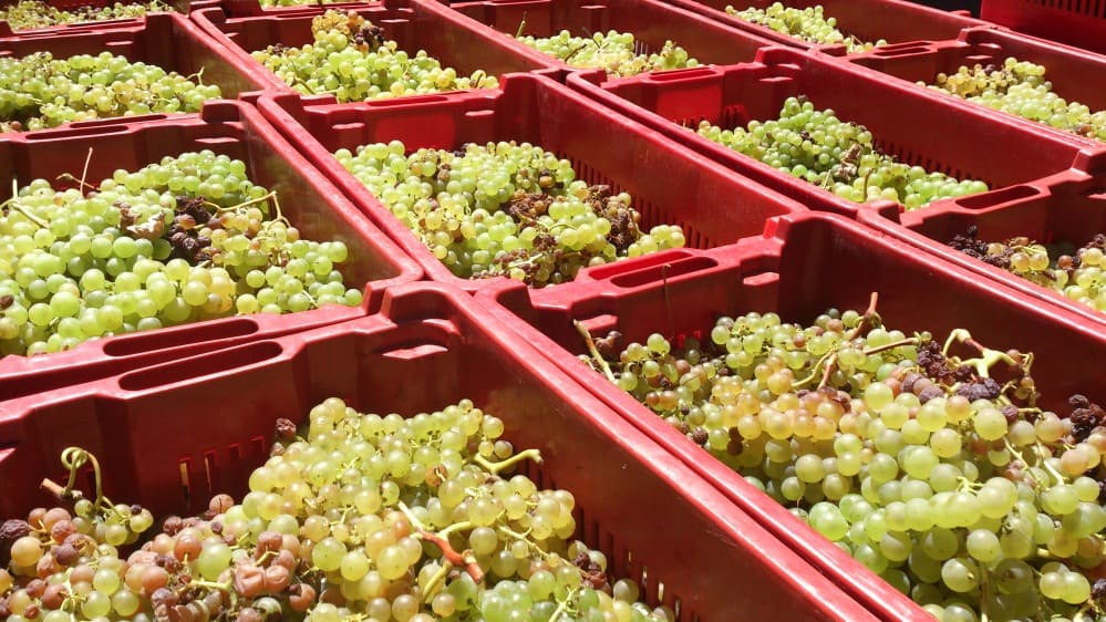 Vendimia 2015 Fuencaliente. Foto CRDO